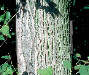 Picture of Liriodendron tulipifera 