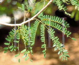 Picture of Lysiloma latisiliqua 