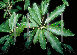 Picture of Madhuca longifolia 