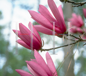 Picture of Magnolia x 'Ann'