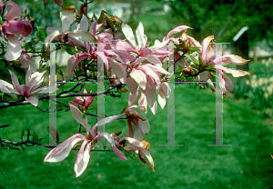 Picture of Magnolia x 'Betty'