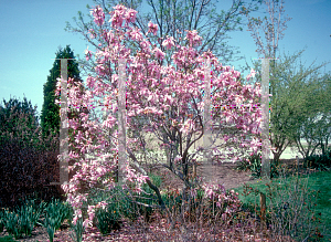 Picture of Magnolia x 'Betty'