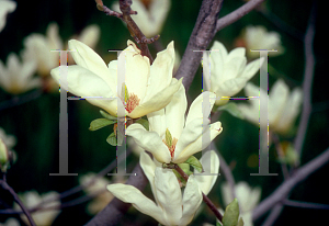 Picture of Magnolia x 'Elizabeth'