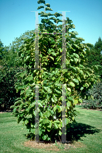 Picture of Magnolia x 'Elizabeth'