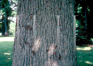 Picture of Magnolia acuminata 