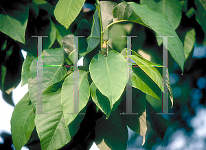 Picture of Magnolia acuminata 