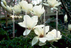 Picture of Magnolia x soulangiana 'Amabilis'