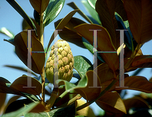 Picture of Magnolia grandiflora 