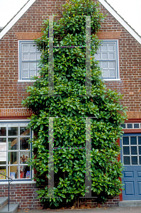 Picture of Magnolia grandiflora 