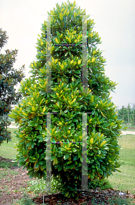 Picture of Magnolia grandiflora 'Plantation'