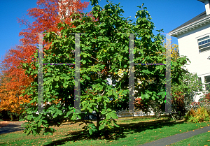 Picture of Magnolia macrophylla 