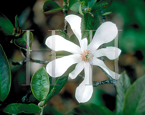 Picture of Magnolia salicifolia 