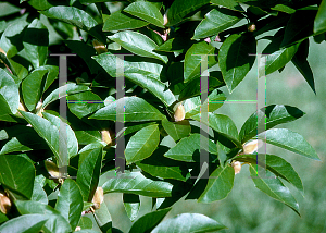 Picture of Magnolia salicifolia 
