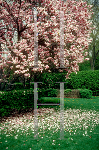 Picture of Magnolia x soulangiana 