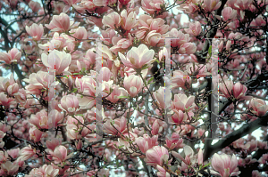 Picture of Magnolia x soulangiana 