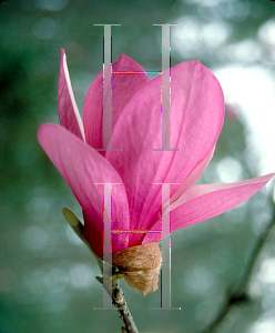 Picture of Magnolia x soulangiana 'Alexandrina'