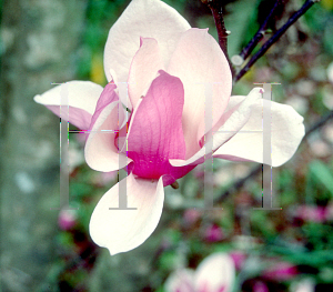 Picture of Magnolia x soulangiana 'Coates'