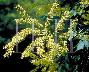 Picture of Koelreuteria paniculata 