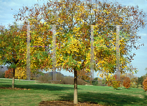 Picture of Koelreuteria paniculata 