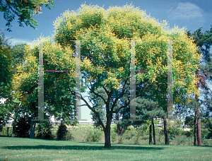 Picture of Koelreuteria paniculata 