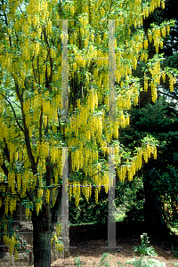 Picture of Laburnum alpinum 