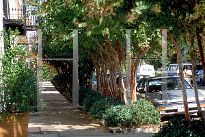 Picture of Lagerstroemia fauriei 