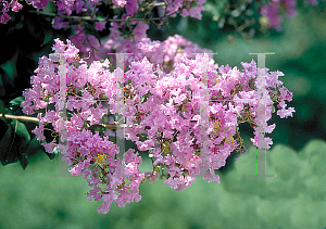 Picture of Lagerstroemia indica 