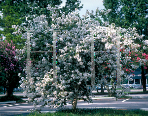 Picture of Lagerstroemia x 'Natchez'