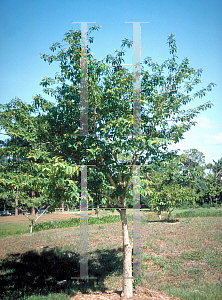 Picture of Lagerstroemia speciosa 