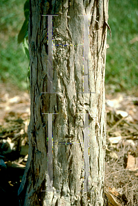 Picture of Lagerstroemia speciosa 