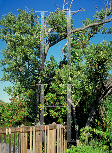 Picture of Laguncularia racemosa 