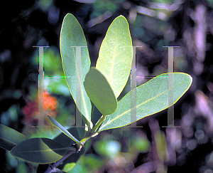 Picture of Laguncularia racemosa 