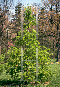 Picture of Larix decidua 