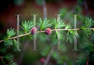 Picture of Larix decidua 