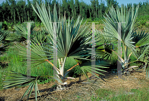 Picture of Latania lontaroides 