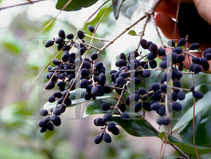 Picture of Ligustrum japonicum 