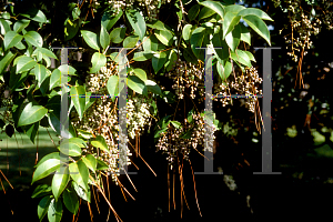 Picture of Ligustrum lucidum 