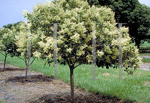 Picture of Ligustrum lucidum 