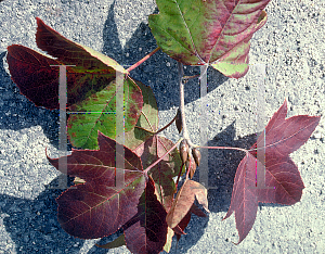 Picture of Liquidambar formosana 