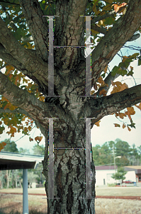 Picture of Liquidambar formosana 