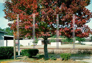 Picture of Liquidambar formosana 