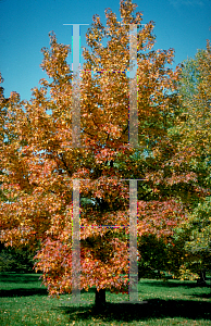 Picture of Liquidambar styraciflua 