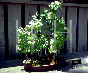 Picture of Liquidambar styraciflua 