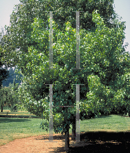 Picture of Liquidambar styraciflua 'Burgundy'