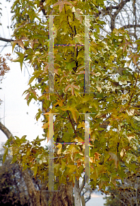 Picture of Liquidambar styraciflua 'Festival'