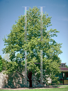 Picture of Liriodendron tulipifera 