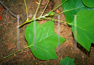 Picture of Liriodendron tulipifera 