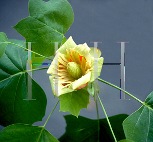 Picture of Liriodendron tulipifera 