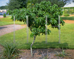 Picture of Litchi chinensis 