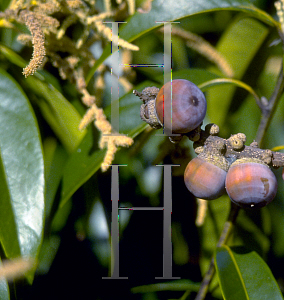 Picture of Lithocarpus henryi 